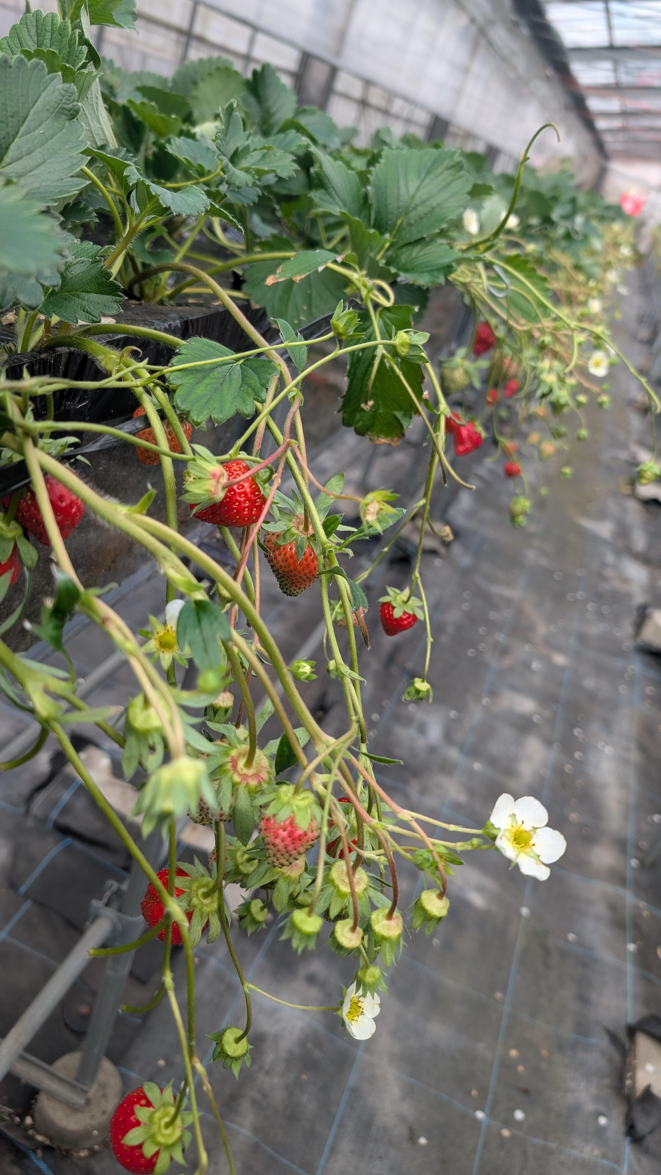 ライオンズクラブ335-C地区 クラブ活動ブログ